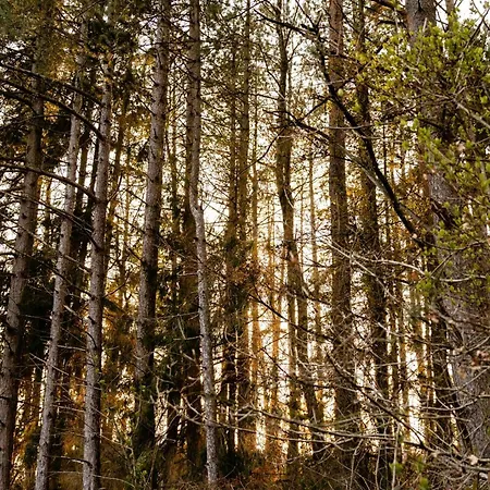 Cozy Times In Log House Amongst Trees *