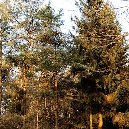 Cozy Times In Log House Amongst Trees *